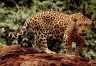 Escudo de Jaguar